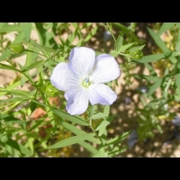 Lin - Linum Usitatissimum (fam Linacees) (03)